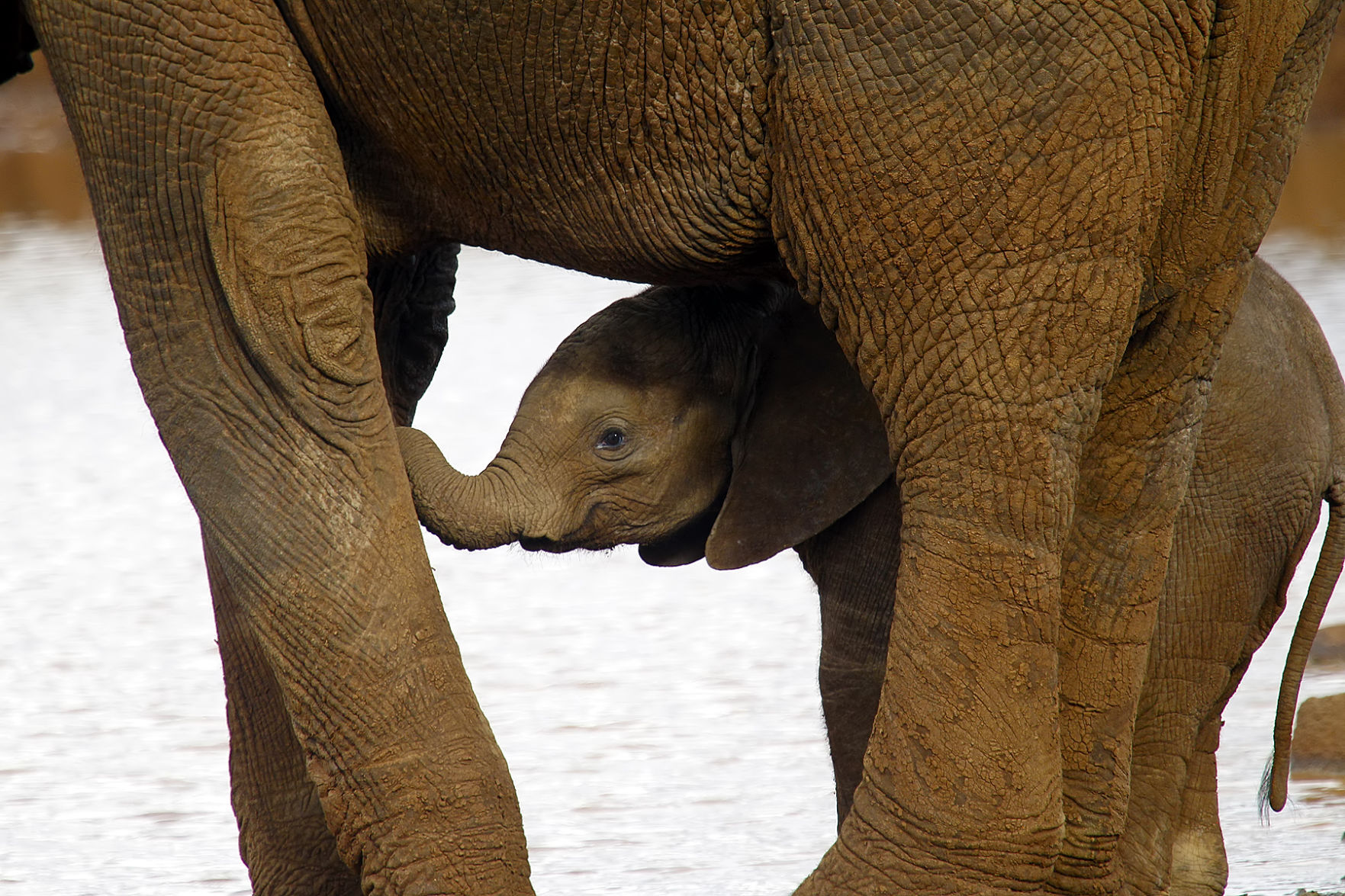 Baby Elephant